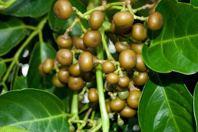 Leea philippinensis, photographed by Cheng-Tao Lin