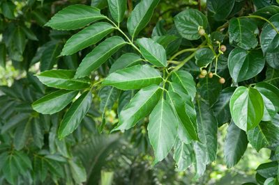 Leea philippinensis, photographed by Cheng-Tao Lin