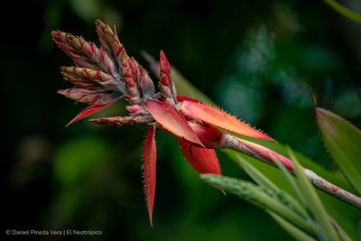 Aechmea tillandsioides, photographed by Daniel Pineda Vera