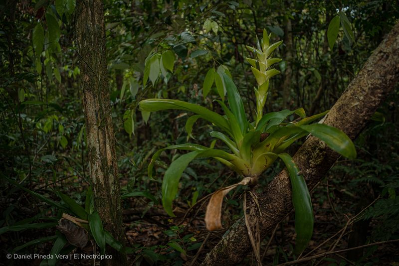Tillandsia heliconioides, photographed by Daniel Pineda Vera