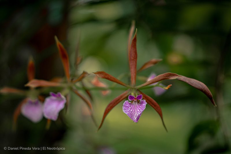 Encyclia bractescens, photographed by Daniel Pineda Vera