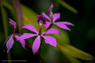 Epidendrum flexuosum, photographed by Daniel Pineda Vera