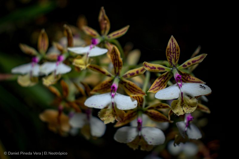 Epidendrum stamfordianum, photographed by Daniel Pineda Vera