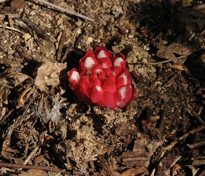 Cytinus ruber, photographed by Todd Boland