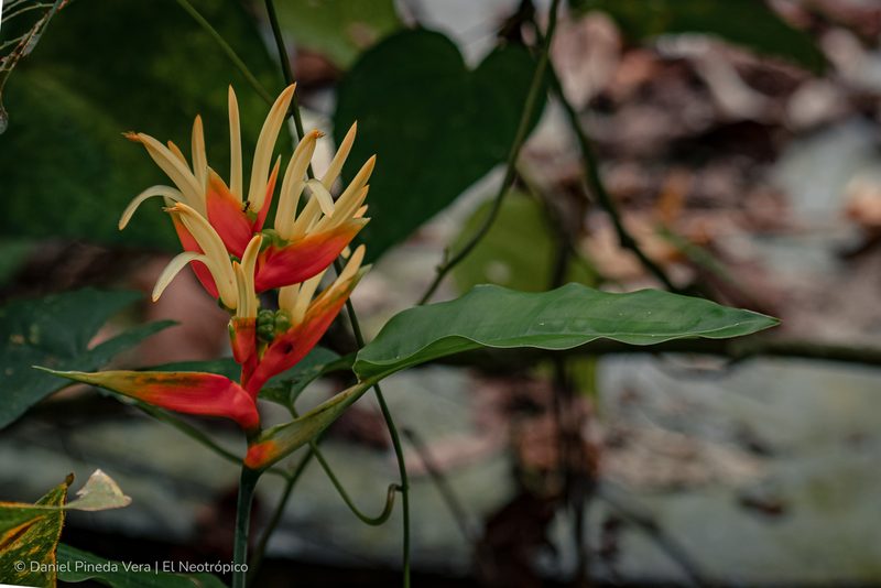 Heliconia aurantiaca, photographed by Daniel Pineda Vera