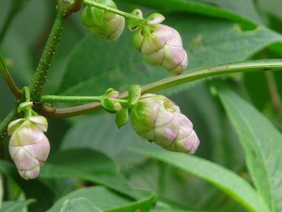 Strobilanthes callosa, photographed by Dinesh Valke