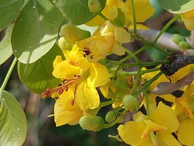Haematoxylum brasiletto, photographed by Francisco Emilio Roldán Velasco