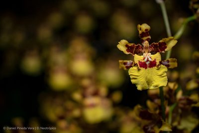 Oncidium sphacelatum, photographed by Daniel Pineda Vera