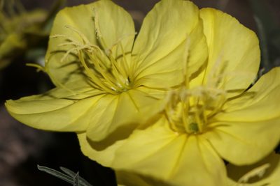 Oenothera coryi, photographed by samlutfy