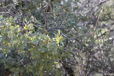 Quercus ajoensis, photographed by Isaac Krone