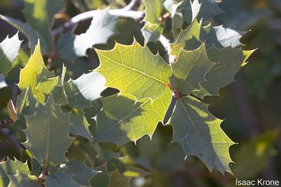 Quercus ajoensis, photographed by Isaac Krone