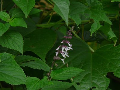 Orthosiphon thymiflorus, photographed by Dinesh Valke
