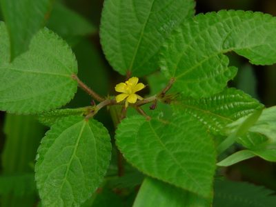 Corchorus olitorius, photographed by Dinesh Valke
