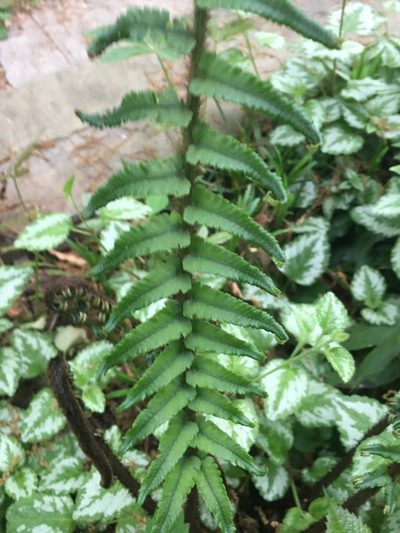 Dryopteris wuyishanica, photographed by lejones417