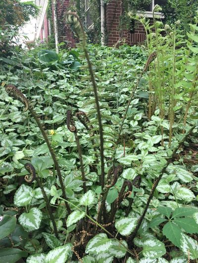 Dryopteris wuyishanica, photographed by lejones417