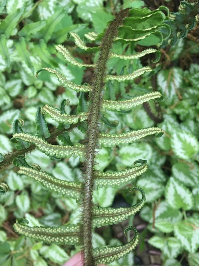 Dryopteris wuyishanica, photographed by lejones417