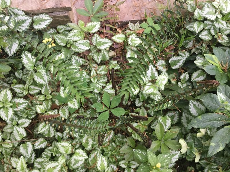 Dryopteris wuyishanica, photographed by lejones417