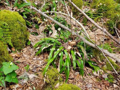 Carex fraseriana, photographed by Will Kuhn