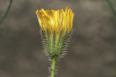 Hypochaeris achyrophorus, photographed by Eleftherios Katsillis