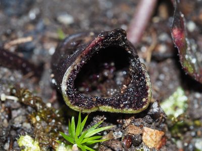 Asarum virginicum, photographed by Clay Gibbons