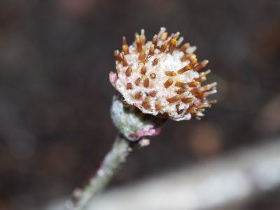Antennaria solitaria, photographed by Clay Gibbons