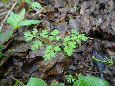 Chaerophyllum procumbens, photographed by Thomas Koffel