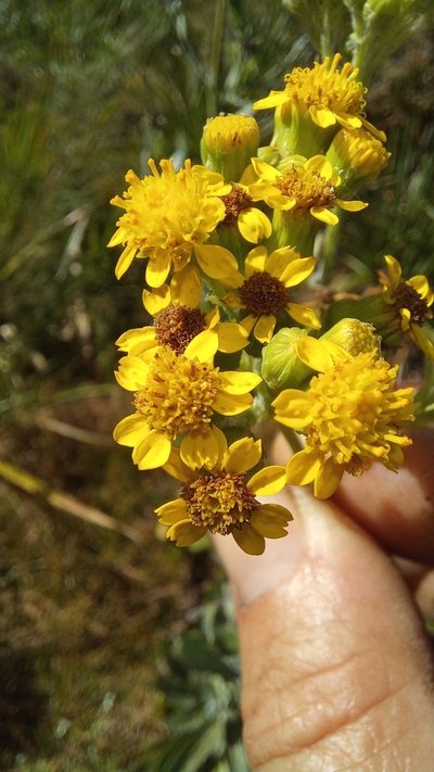 Senecio lanceus, photographed by kevin koen