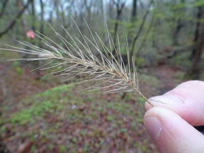Elymus villosus, photographed by Thomas Koffel