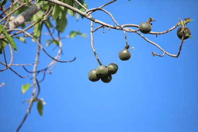 Casearia laetioides, photographed by Aitor