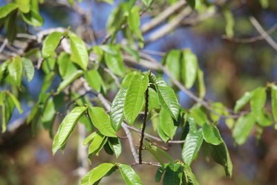 Casearia laetioides, photographed by Aitor