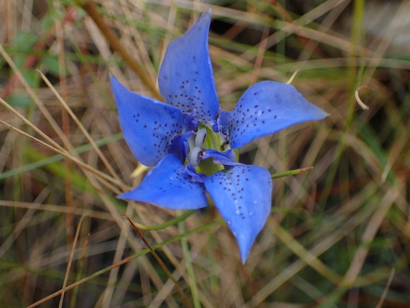 Gentiana autumnalis, photographed by Austin Pursley