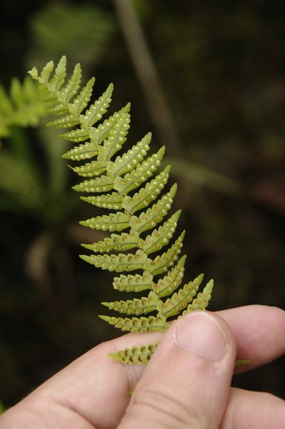 Nephrolepis pectinata, photographed by Eric Knight