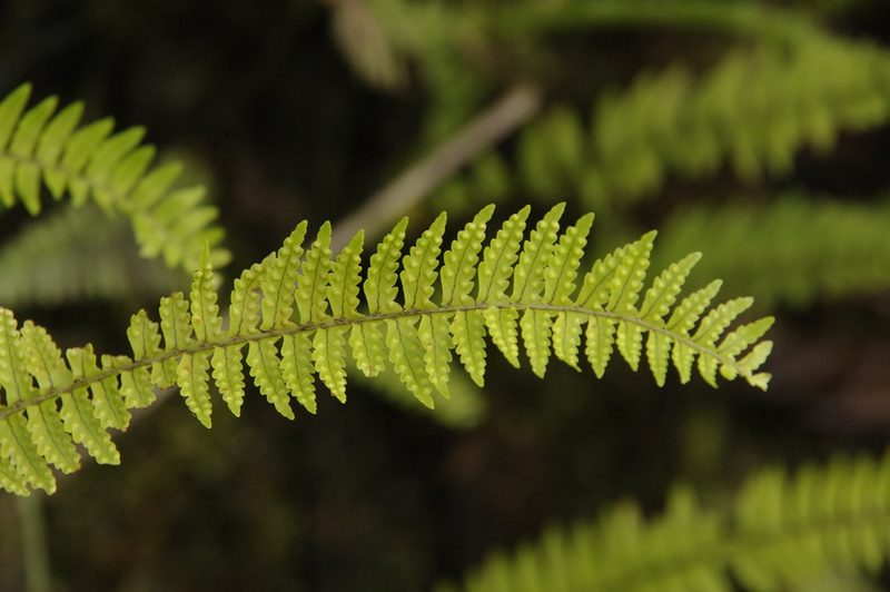 Nephrolepis pectinata, photographed by Eric Knight