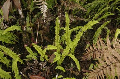 Nephrolepis pectinata, photographed by Eric Knight