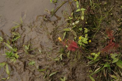 Hypericum thesiifolium, photographed by Eric Knight