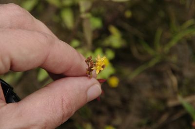 Hypericum thesiifolium, photographed by Eric Knight