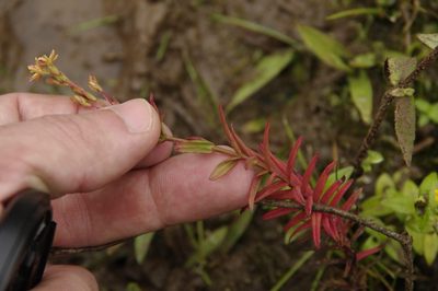 Hypericum thesiifolium, photographed by Eric Knight