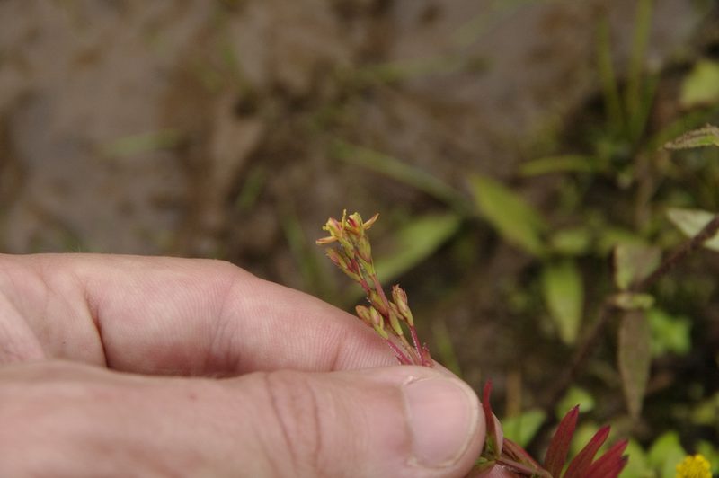 Hypericum thesiifolium, photographed by Eric Knight