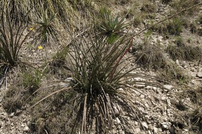 Hesperaloe engelmannii, photographed by Eric Knight