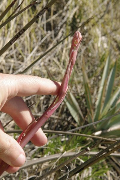 Hesperaloe engelmannii, photographed by Eric Knight