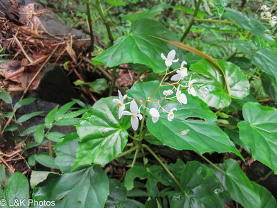 Begonia obliqua, photographed by lallen