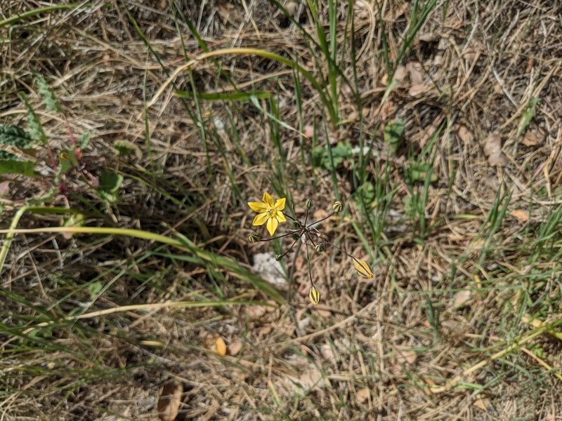 Triteleia lugens, photographed by Nora Bales