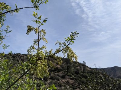 Fraxinus dipetala, photographed by Nora Bales