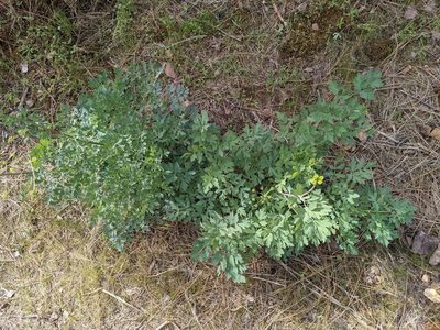 Lomatium californicum, photographed by Nora Bales