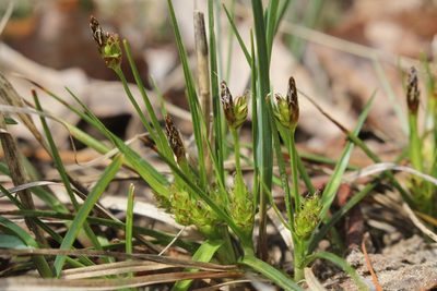 Carex umbellata, photographed by Quinten Wiegersma