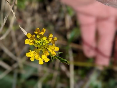 Barbarea orthoceras, photographed by Ben Keen