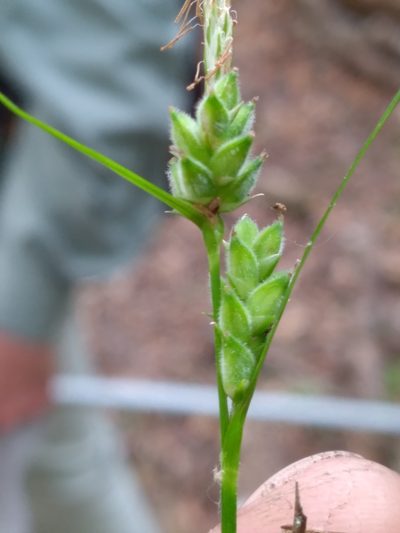 Carex dasycarpa, photographed by Scott Ward