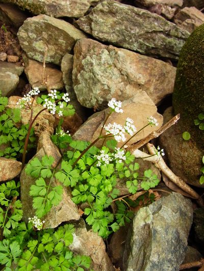 Aegopodium decumbens, photographed by heikindai_87