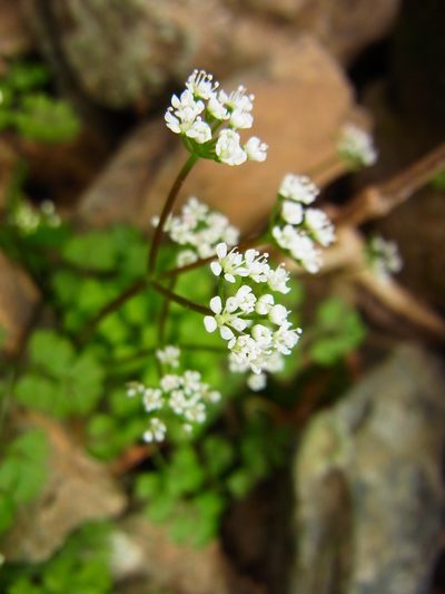 Aegopodium decumbens, photographed by heikindai_87