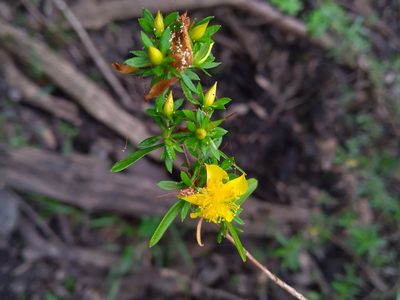 Hypericum galioides, photographed by Scott Ward